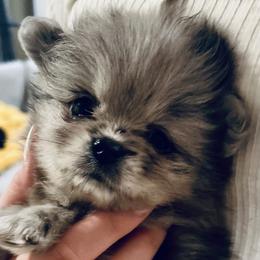 Calamity Jane - Blue merle female Pomeranian puppy in Lake Forest Park, Washington from Tea Pup Pomeranians