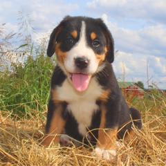 Greater Swiss Mountain Dog and Nederlandse Kooikerhondje Puppies from Ambermoon Kooikerhondje Blackamber Greater Swiss Mountain Dogs
