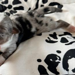 Trigger - Blue merle male Miniature Australian Shepherd puppy in Chelsea, Oklahoma from Elite Puppies of Oklahoma, LLC