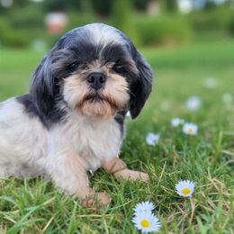 Una Bix - Shih Tzu