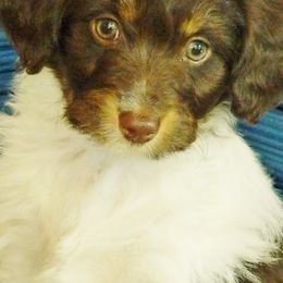 Aussiedoodles from Rocky Mtn American Aussiedoodles