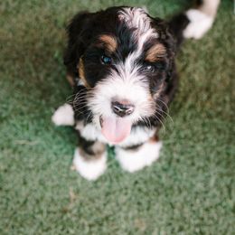 Bernedoodle and Bernese Mountain Dog Puppies from Berns & Doodles