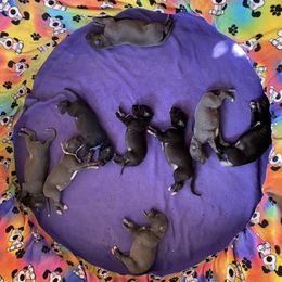 Greyhound Puppies from Trapple's Custom K-9's