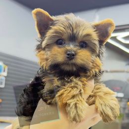 Cain - Black and tan male Yorkshire Terrier puppy in Hot Springs, Arkansas from Blissful_Yorkies
