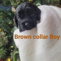 Brown Boy - Black male Cockapoo puppy in Dayton, Ohio from There's no place like home spaniels