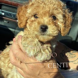 Centurion - Cream male Maltipoo puppy in Weatherford, Texas from Aprishew Maltipoo
