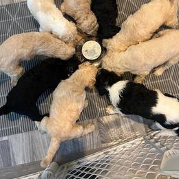 Poodle Puppies from CURLS KENNEL
