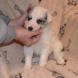 River - Blue merle Border Collie puppy in Grapevine, Texas from Cates Border Collies