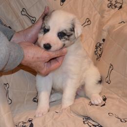 River - Blue merle Border Collie puppy in Grapevine, Texas from Cates Border Collies