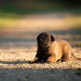 Navy - Fawn male Belgian Malinois puppy in Westminster, South Carolina from Fromage Malinois