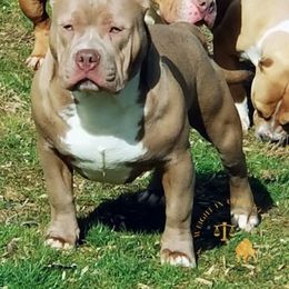 American Bully Puppies from Impressive Bred Bullies