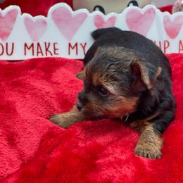 Lulu- blue 1500 - Black and tan female Yorkshire Terrier puppy in Douglas, Georgia from Heartland small breeds