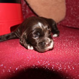 Fiyero - Brown male Cocker Spaniel puppy in Hickory, North Carolina from Home Grown Cocker Spaniels