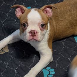 Raj - Red male Boston Terrier puppy in Orange, Texas from Emerald Moon Bostons