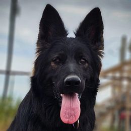 Ember - German Shepherd