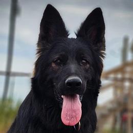 Ember - German Shepherd