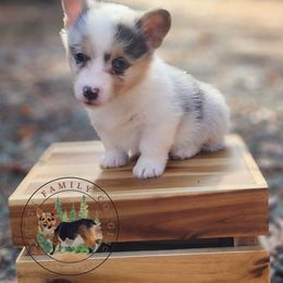 Boo - Blue merle and white male American Corgi puppy in Cameron, North Carolina from Butts Family Corgis