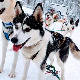 Drax - Siberian Husky