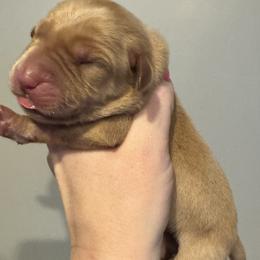 Orange collar - Yellow male Labrador Retriever puppy in Hartly, Delaware from Triple Threat Labradors