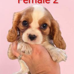 Female 2 - Blenheim female Cavalier King Charles Spaniel puppy in Unicoi, Tennessee from Unaka Mountain Corgis