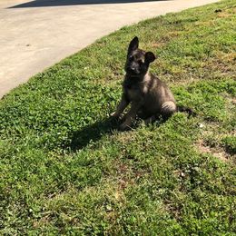 German Shepherd Puppies from Von Fousthaus GSDogs