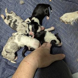 Australian Shepherd and Great Dane Puppies from AEW Farm
