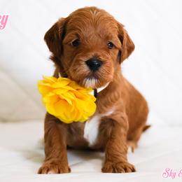 Nancy - Caramel red female Australian Labradoodle puppy in Diamond Bar, California from Furrytaildoodles