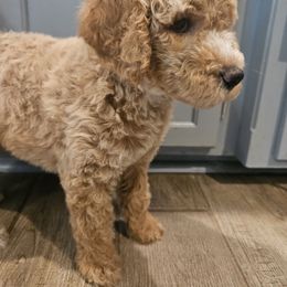 Cain - Apricot male Goldendoodle puppy in Kansas City, Missouri from Poppy's Doodles