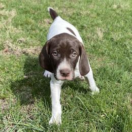 Baby Blue - Liver and white female German Shorthaired Pointer puppy in Hot Springs, Virginia from Thunder Mountain Gun Dogs