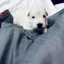 Berger Blanc Suisse Puppies from Moonlight Berger Blanc