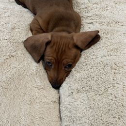 Dachshund Puppies from Mighty little dachshunds
