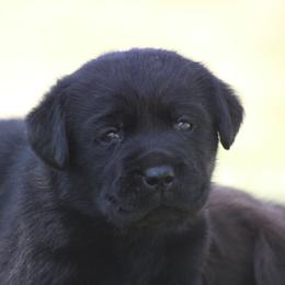 Purple collar - Black male Labrador Retriever puppy in Marysville, California from Britt Labradors