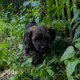 Jade - Brown and tan female Cockapoo puppy in Sunset, Louisiana from Cano Cockapoos