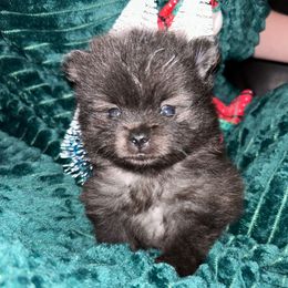 Pluto - Black male Pomeranian puppy in Zavalla, Texas from Precious Puff Poms