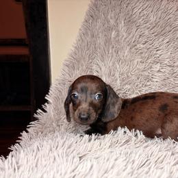 Asher - Dapple male Dachshund puppy in Washburn, Tennessee from Broken Arrow Miniature Dachshunds