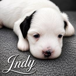 Girl 1 - White and black female Chinese Crested puppy in Henderson, Nevada from Kelly's Little K9