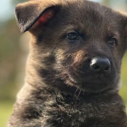 Black collar - Sable male German Shepherd puppy in Canterbury, Connecticut from Nachtwaechter German Shepherds, LLC