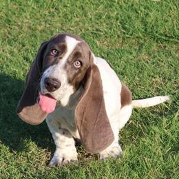 Manuka - Blue and white female Basset Hound puppy in Surprise, Arizona from Howlin Hounds