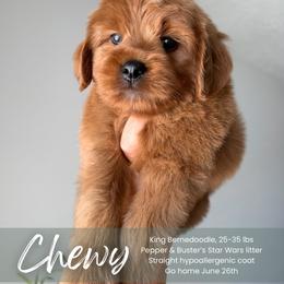 Chewy - Red male Bernedoodle puppy in South Jordan, Utah from Wonderful World Doodles