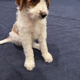 Goldendoodle Puppies from Cali Doodles