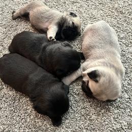 Pug Puppies from Galaxy Pugs of Georgia