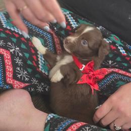 Ursa - Red & white female Miniature Australian Shepherd puppy in Arlington, Texas from CopperHead Aussies