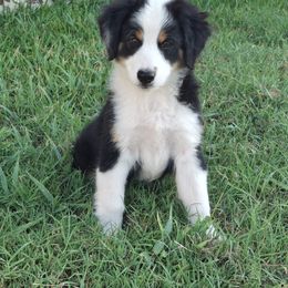 Aussiedoodle and Miniature Australian Shepherd Puppies from Aussies Acre