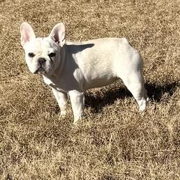 Winnie - Cream female French Bulldog puppy in Evans, Georgia from Le’ Petit Frenchies