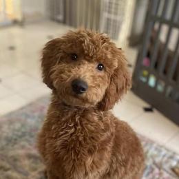 Goldendoodles from Sophie June’s Doodles
