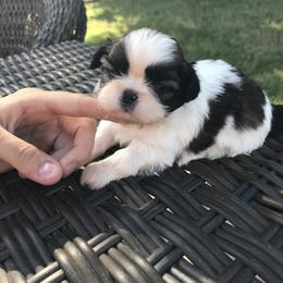 Shih Tzu Puppies from Willow Lane Shih Tzus