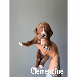 Clementine - Red  male Goldendoodle puppy in Smithfield, Kentucky from KBK9 Kennels