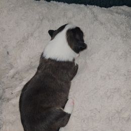 Boy 5 - Brindle and white Cardigan Welsh Corgi puppy in Myton, Utah from Cardigan Corgi Cuties 💓