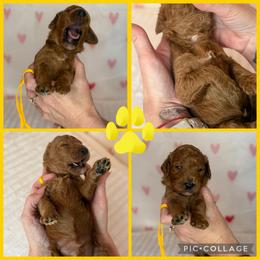Cupid - Red  male Poodle puppy in Mount Vernon, Illinois from AMC Poodles
