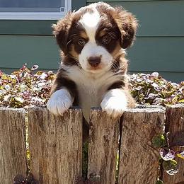 Miniature American Shepherd Puppies from Darling Aussies